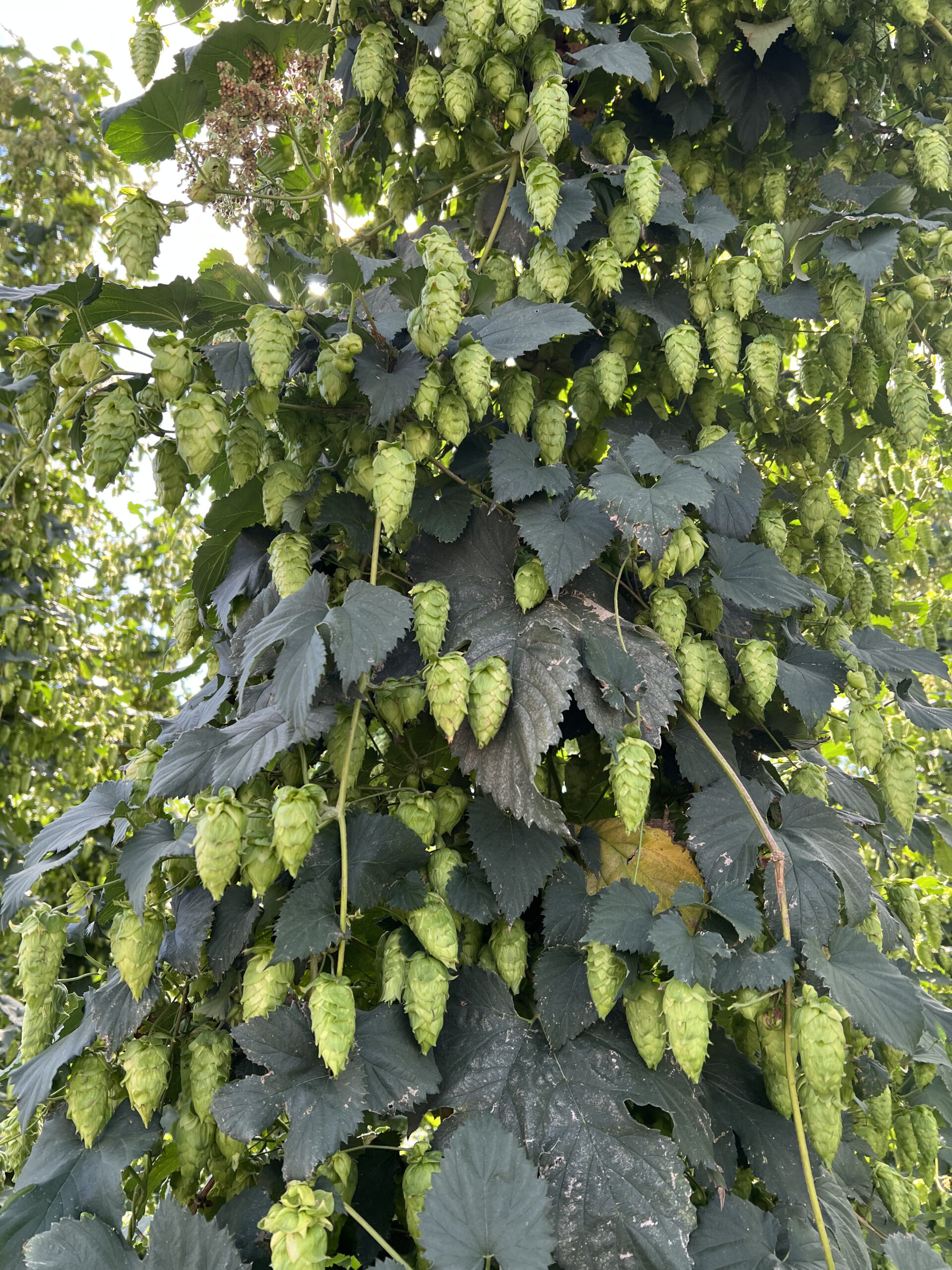 U.S. hops ready for harvest